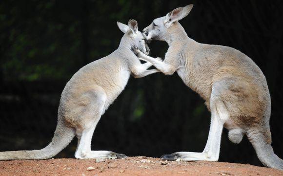 kokią varpą turi kengūra nuotraukoje esanciu formu ir dydziu