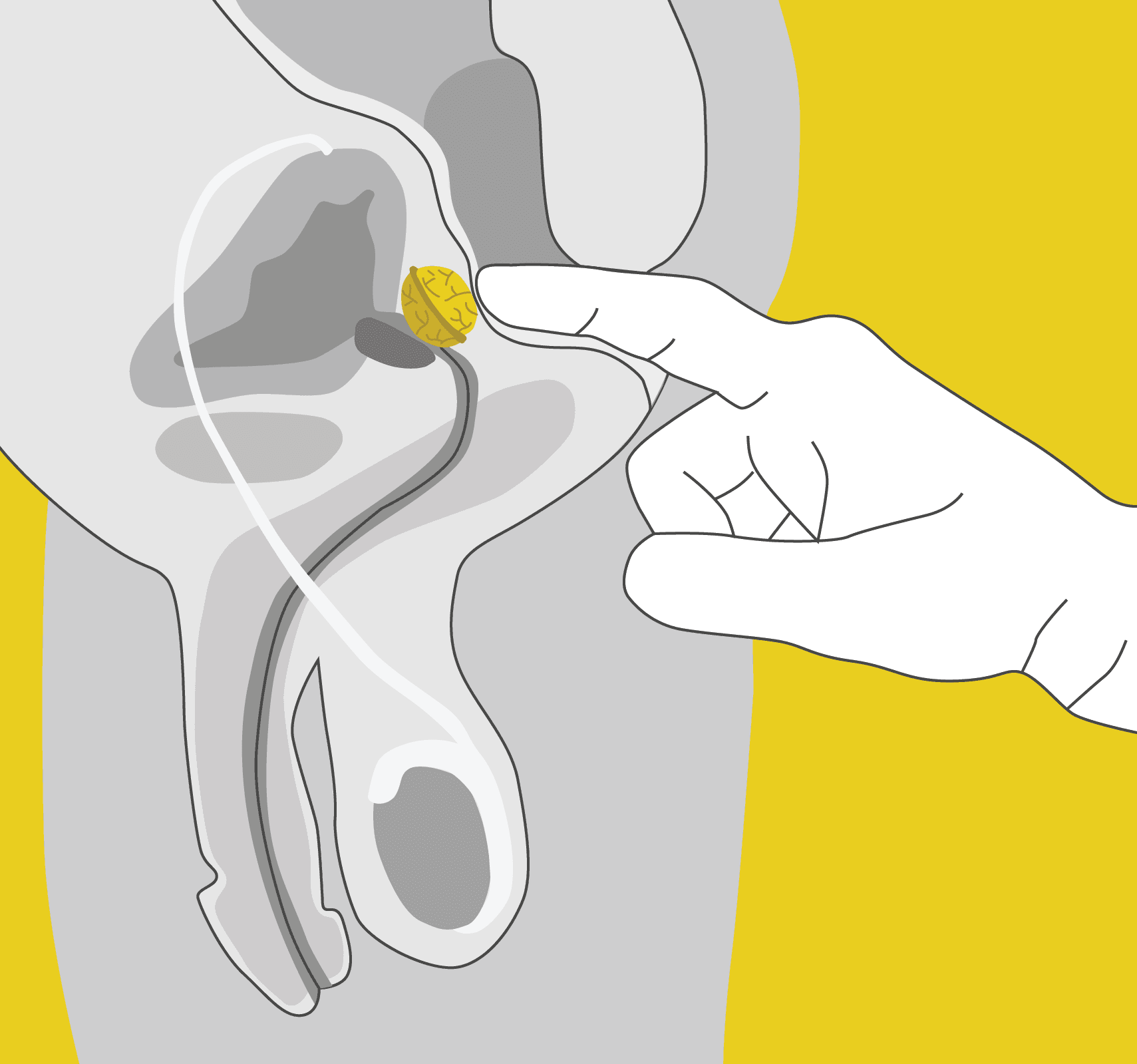 prostatos masažas erekcijos metu kaip padidinti varpa su ilgais
