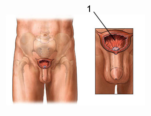 erekcijos vyrų organų struktūra
