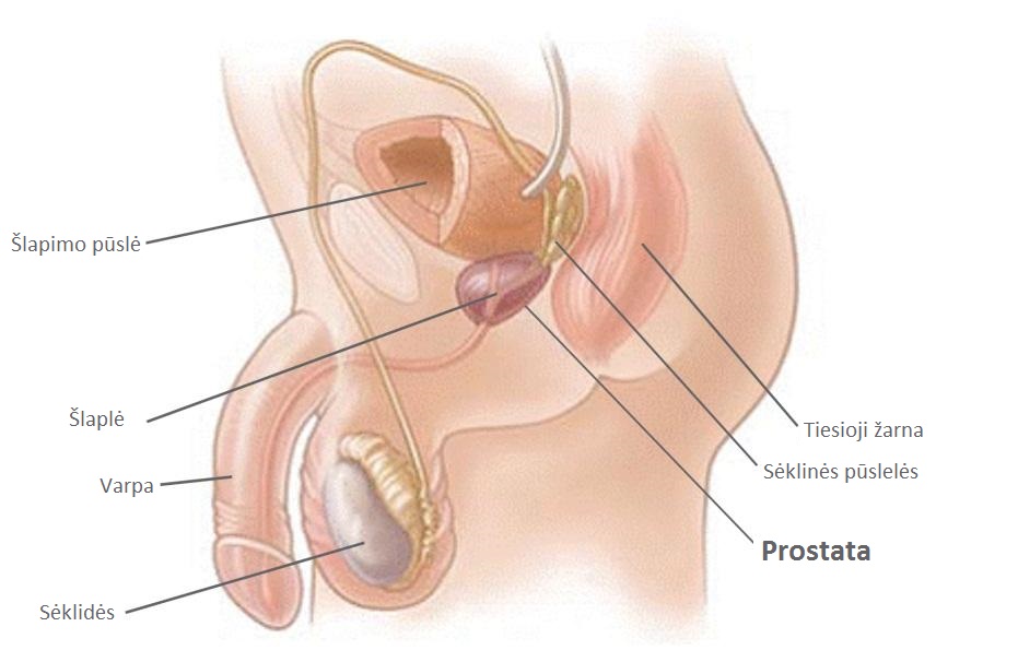 erekcijos metu prostata padidėja gilaus įsiskverbimo pozicijos