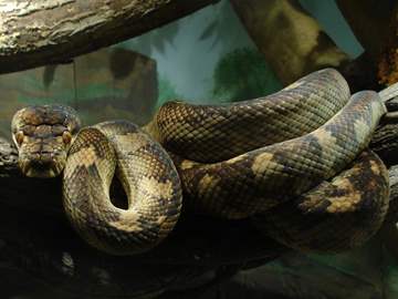 gyvatės turi dvi varpos